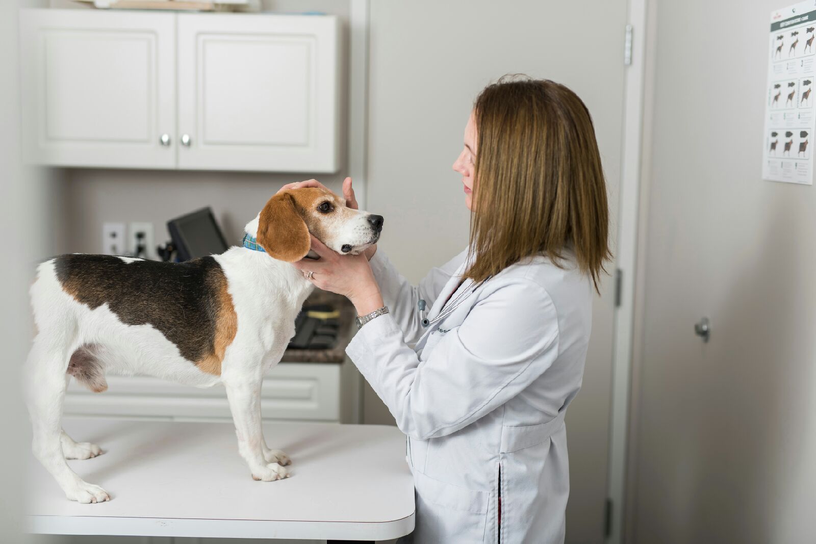Highview Animal Clinic - High River , Canada