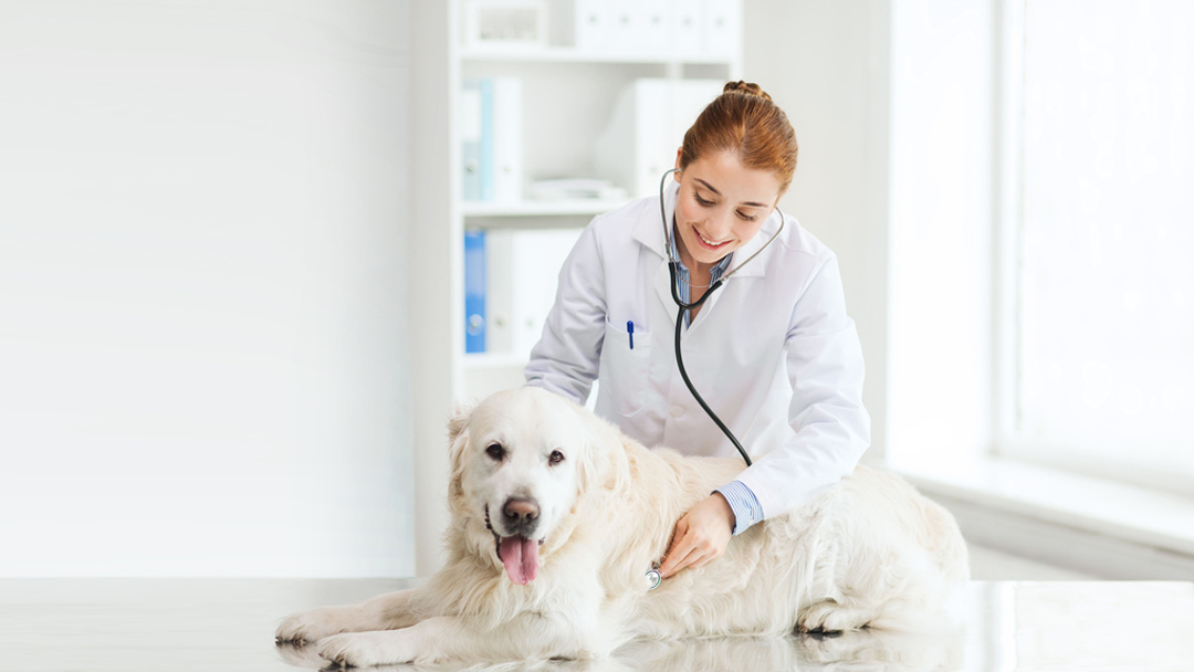 South St Veterinary Services - Pittsfield , United States