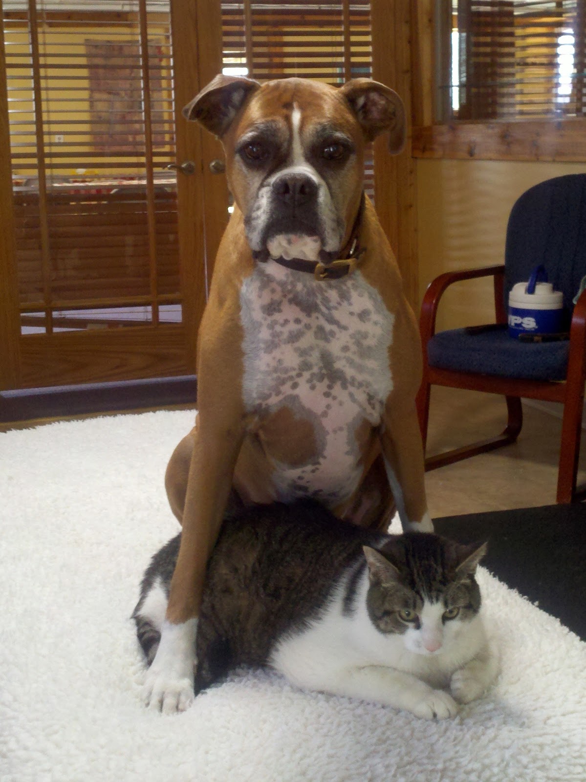 Animal Holistic Care Specialists - Marshall , United States