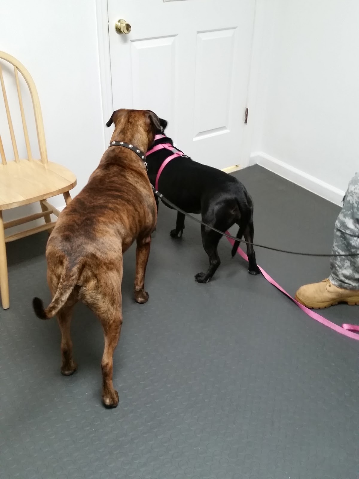 Rim Road Animal Hospital - Fayetteville , United States