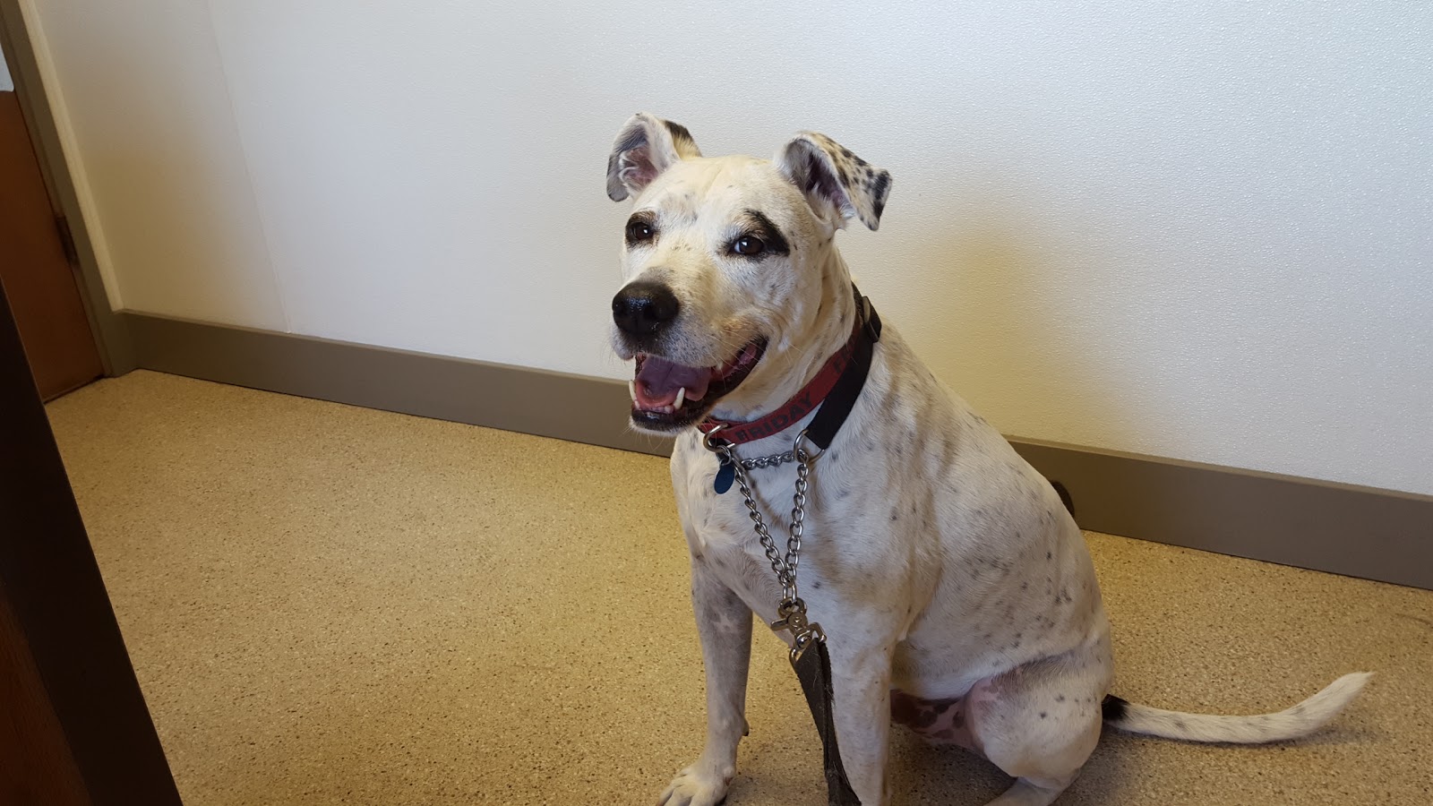 Vca Snohomish Animal Hospital - Snohomish , United States