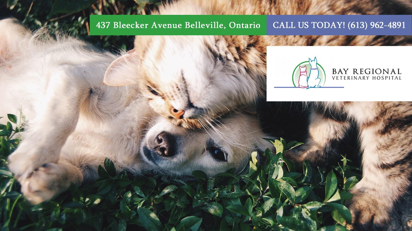 Bay Regional Veterinary Hospital - Belleville , Canada