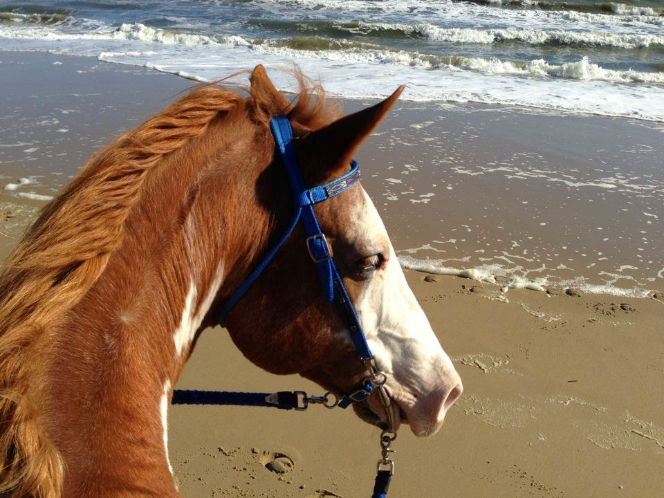 Coastal Equine Veterinary Services - Chesapeake , United States