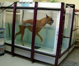 Canine Peak Performance - Portland , United States