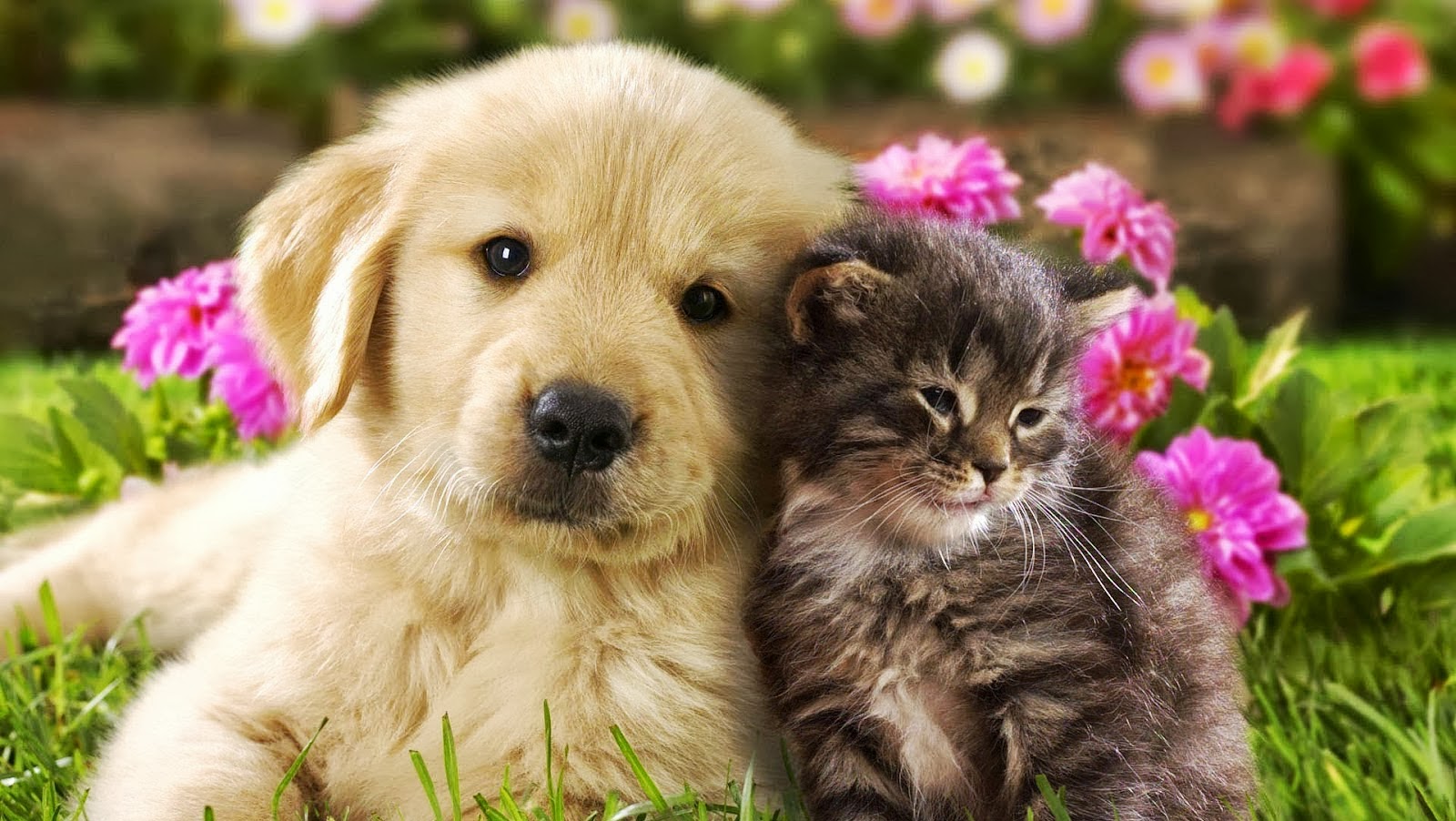 Mon Clair Animal Hospital - Millstadt , United States