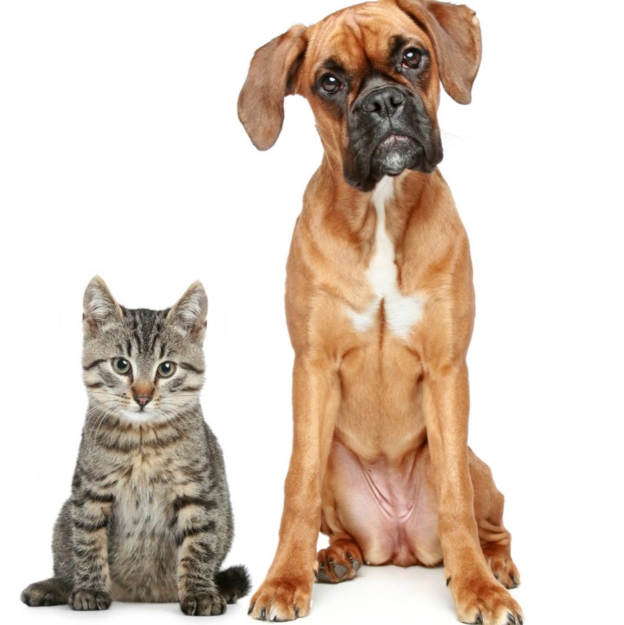 Blakehurst Vet - Blakehurst , Australia