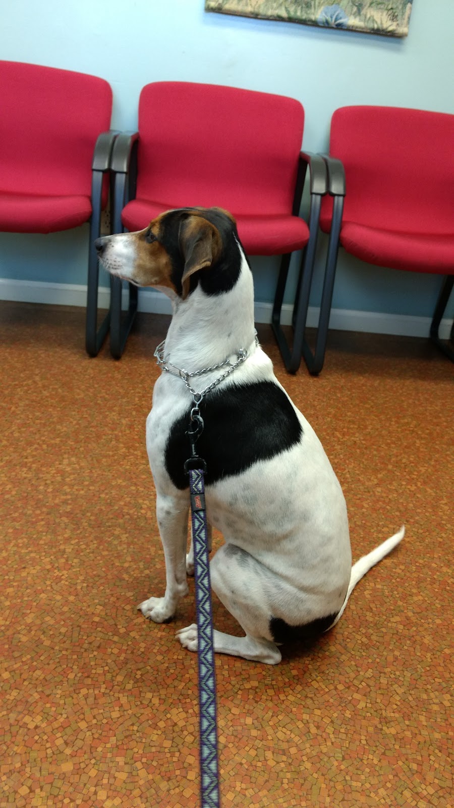 Paulding Animal Clinic - Dallas , United States