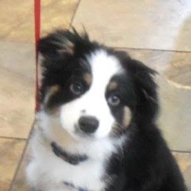 Moore Lane Veterinary Hospital And 24 7 Emergency - Billings , United States