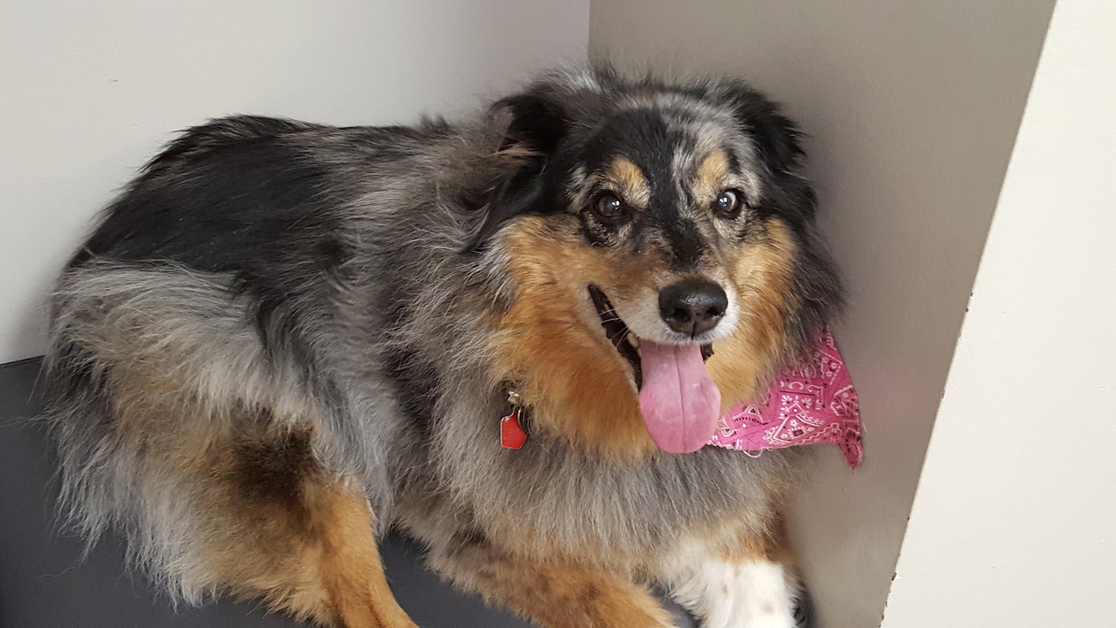 Greendale Village Vet - Greendale , United States