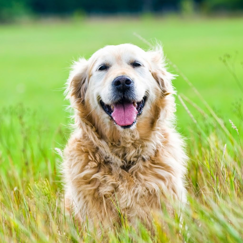 West Charleston Animal Hospital - Las Vegas , United States