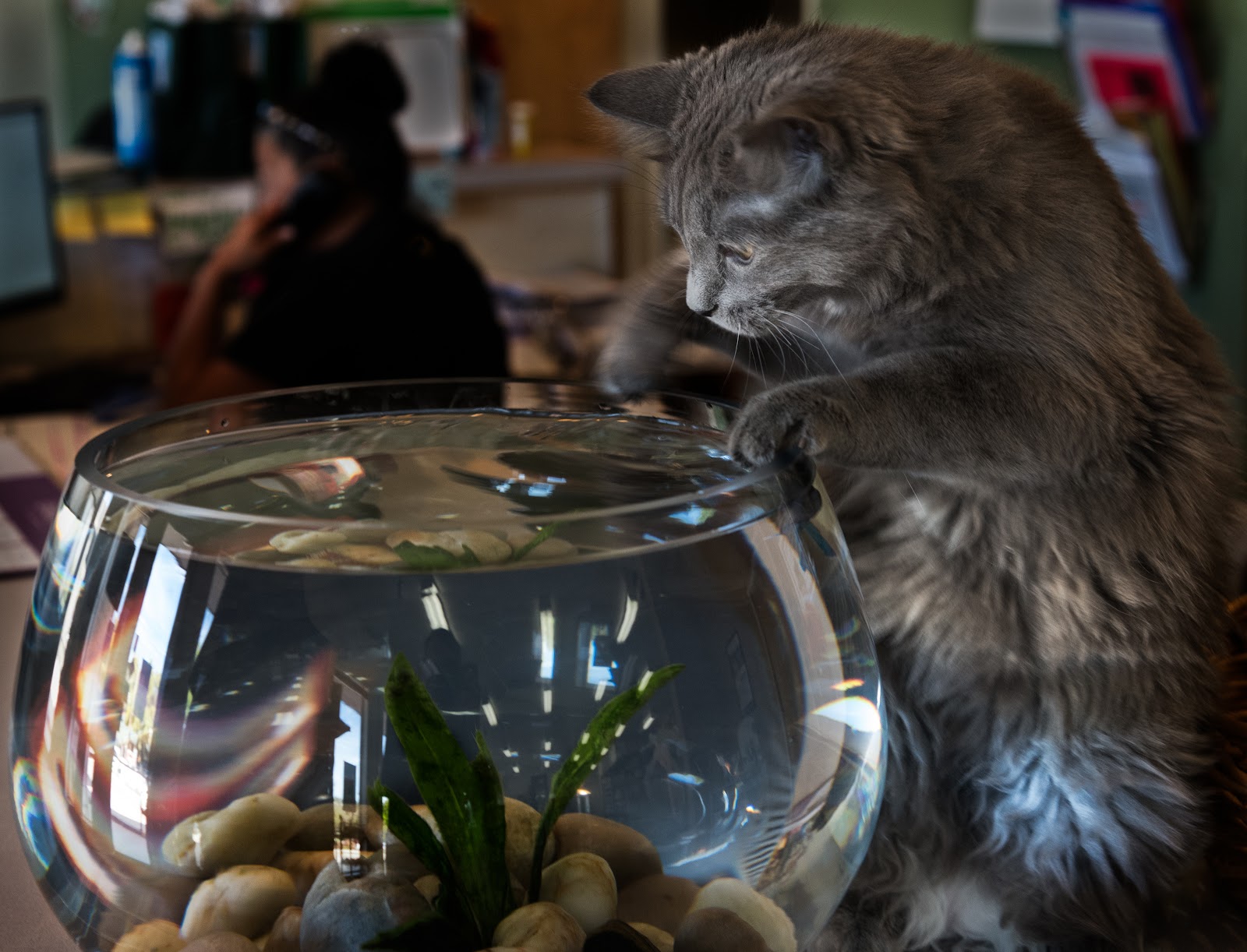 Country Pet Hospital - Alpine , United States