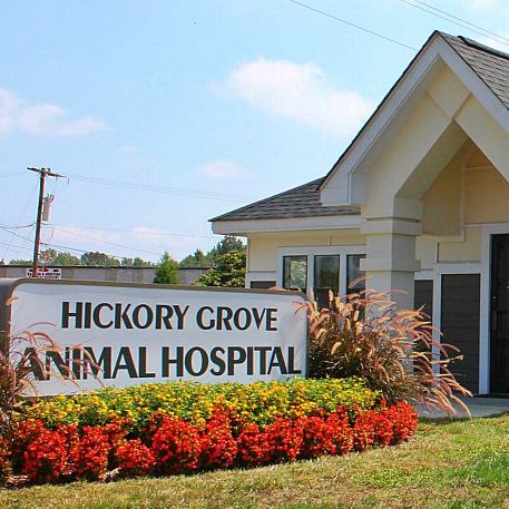 Hickory Grove Animal Hospital - Charlotte , United States