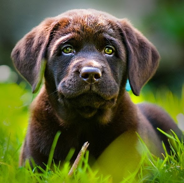 Centreville Veterinary Hospital - Wilmington , United States
