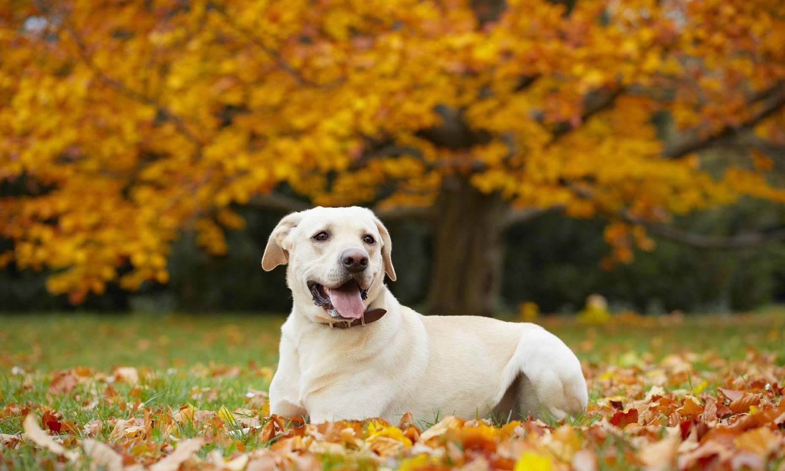Sumner Veterinary Hospital - Sumner , United States