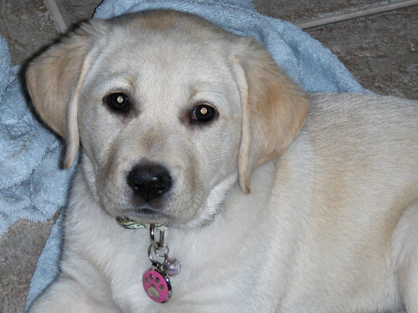 Sonoran Foothills Pet Clinic - Phoenix , United States