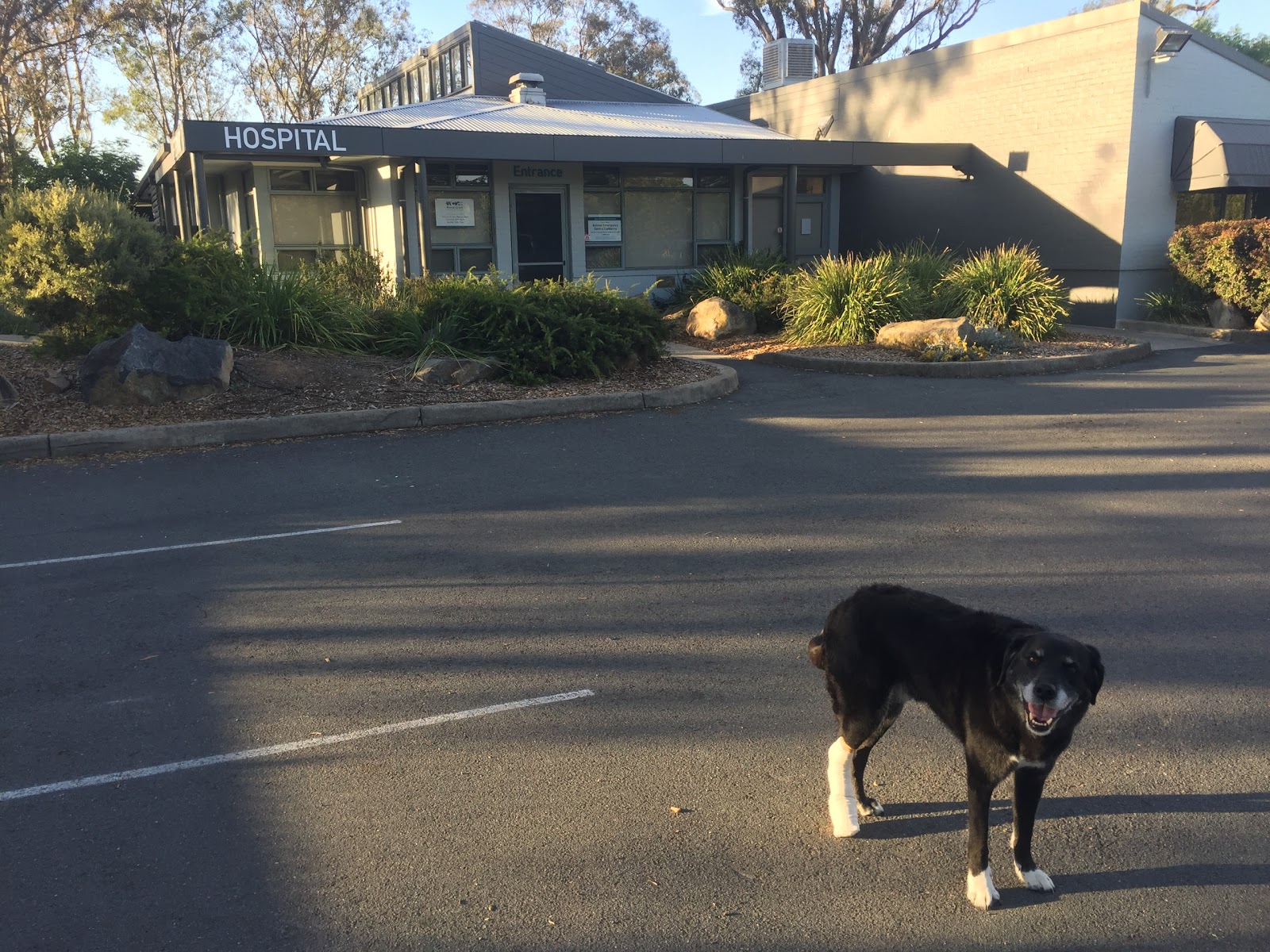 Weston Creek Veterinary Hospital - Waramanga , Australia