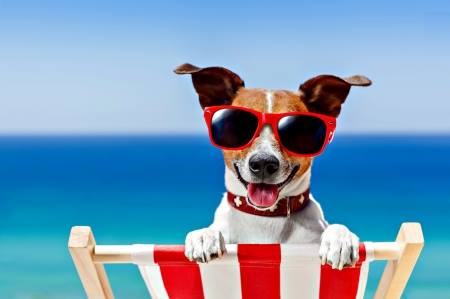 Telegraph Canyon Animal Medical Center - Chula Vista , United States