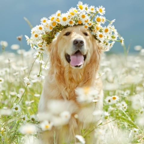 Childs Veterinary Clinic - Davison , United States