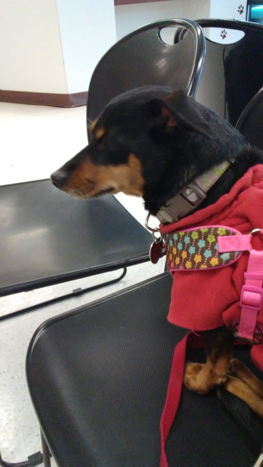 Petcare Clinic - Puyallup , United States