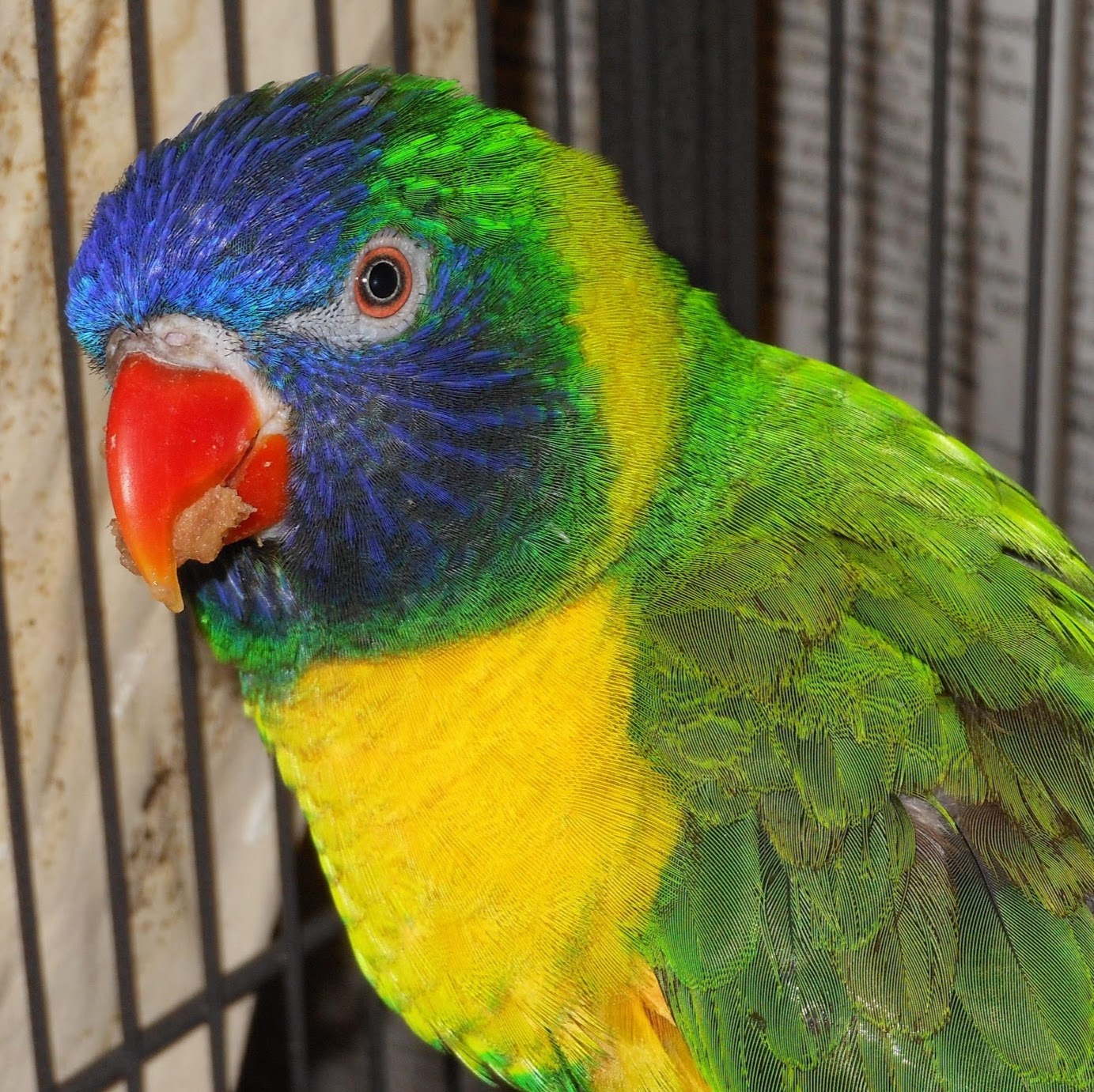 Central Animal Hospital - St. Petersburg , United States