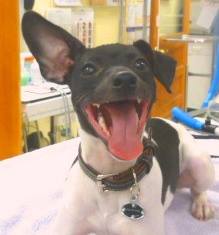 Fair Isle Animal Clinic Ps - Vashon , United States