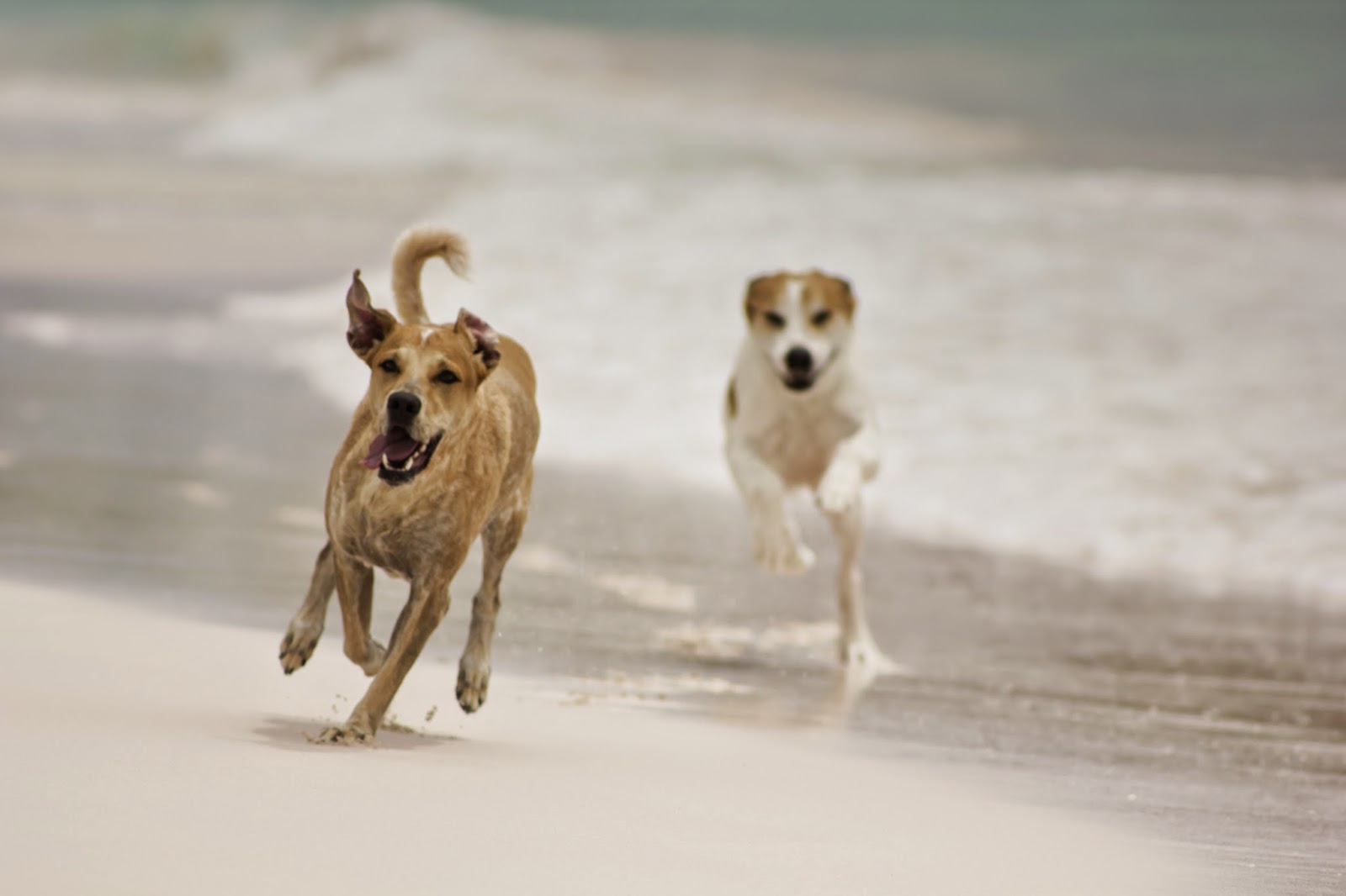 Compassionate Care Animal Clinic - Boca Raton , United States