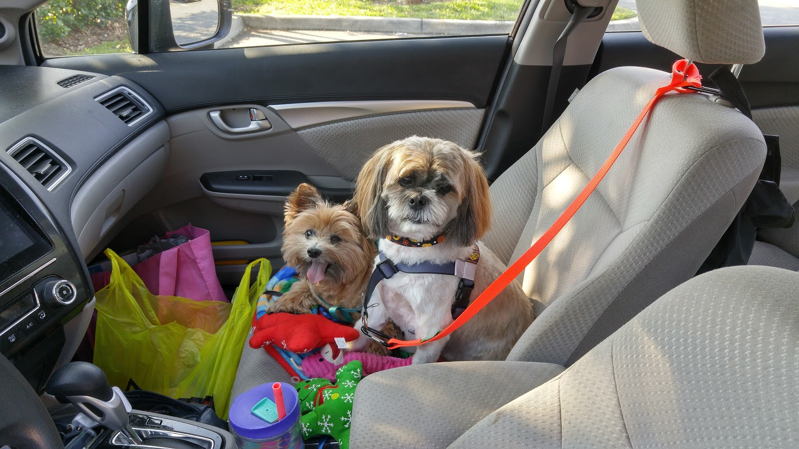 Lake Veterinary Clinic - Mt Dora , United States