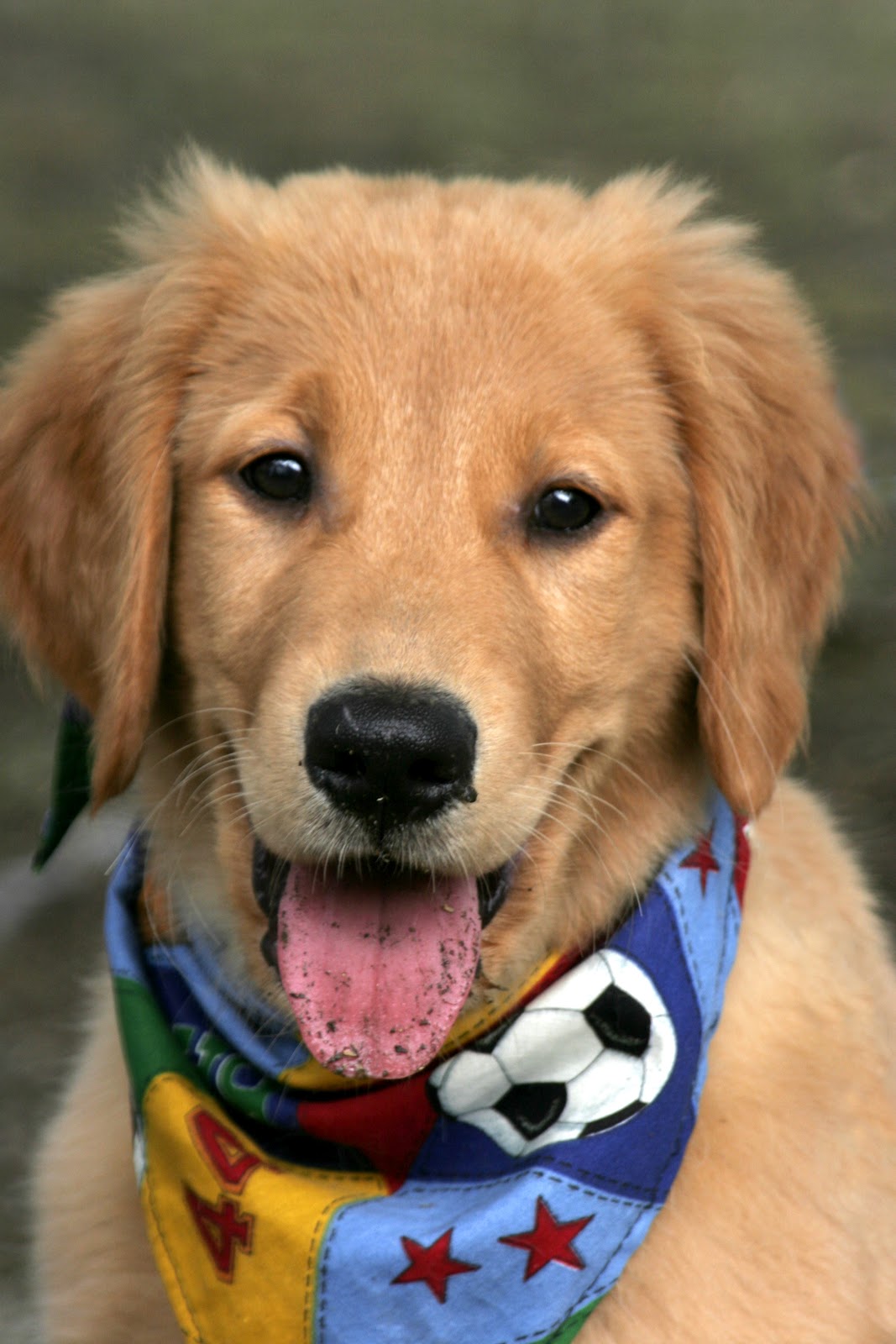 Medivet Rocester Abbeyfields Veterinary Centre - Uttoxeter , United Kingdom