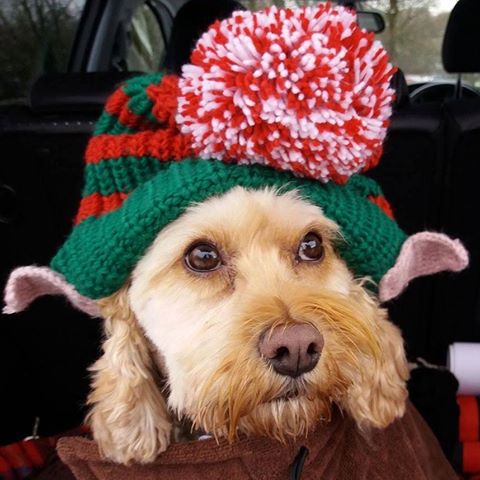 Holly House Veterinary Clinic - Ilkley , United Kingdom