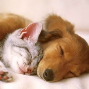 Meadow Wood Animal Hospital - Lawton , United States