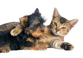 Randhurst Animal Hospital - Mt Prospect , United States