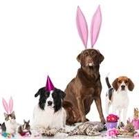 Bayview Mall Veterinary Clinic - CA , Canada