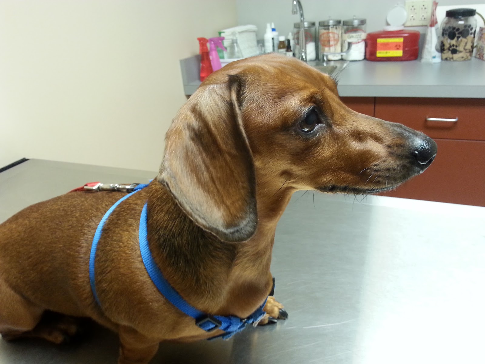 King Of Prussia Veterinary Hospital - King of Prussia , United States