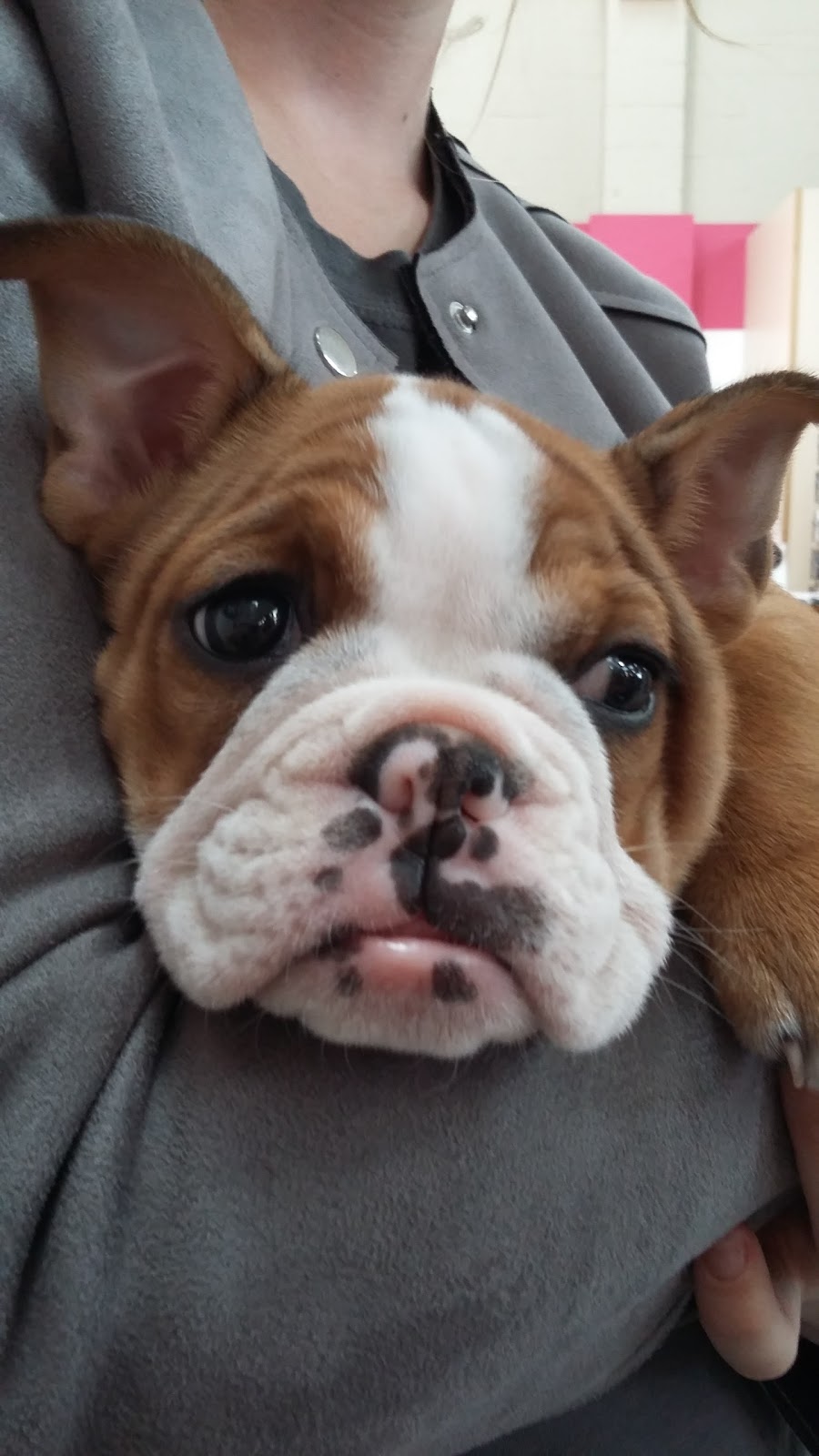 Vets4Pets Aintree - Merseyside , United Kingdom