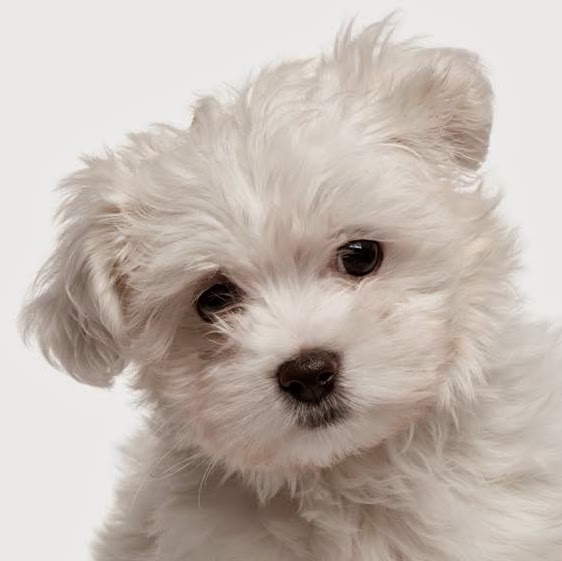 Morgan Veterinary Practice - Cape Coral , United States