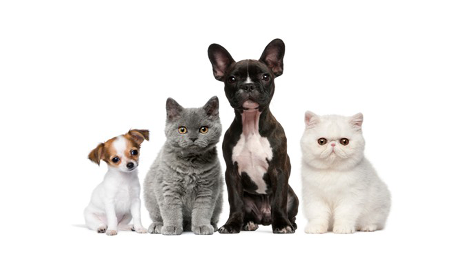 Burton Veterinary Services - Abbotsford , Canada