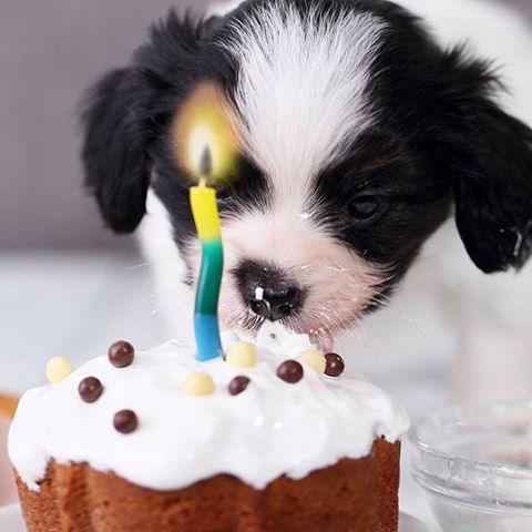 Nelson Animal Hospital - Burlington , Canada