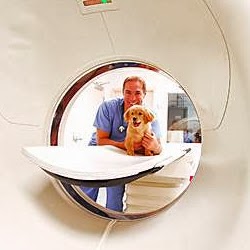 Miami Veterinary Specialists - Miami , United States