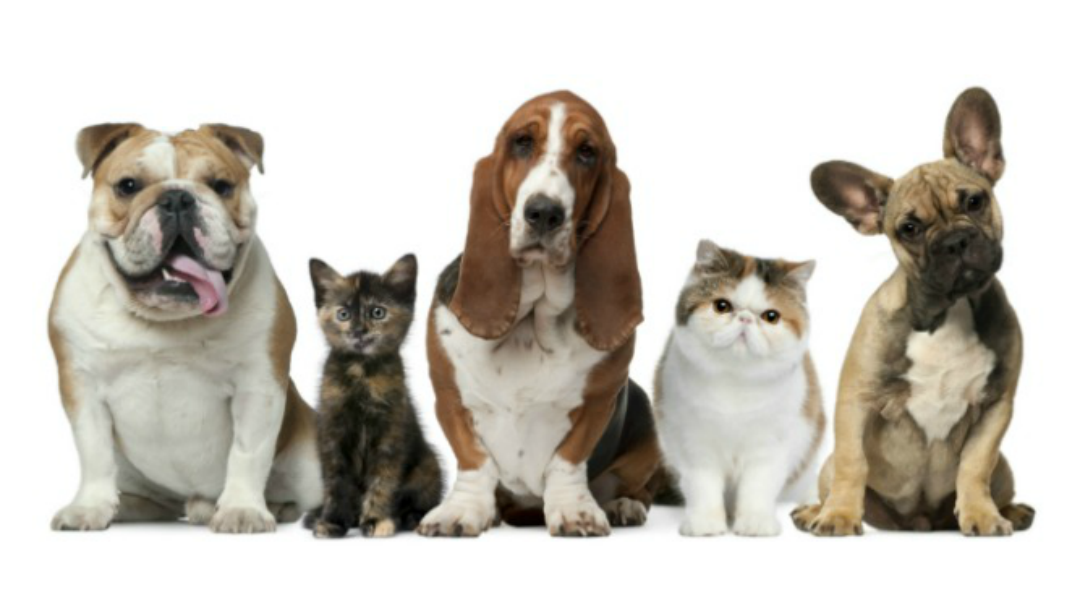 Paws And Claws Veterinary Clinic - Harlingen , United States
