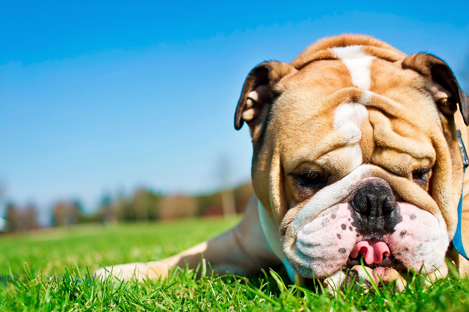 Cranston Animal Hospital - Cranston , United States