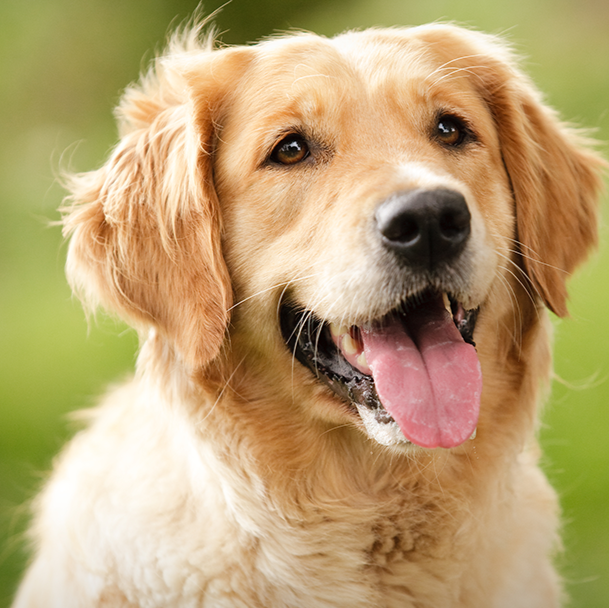 The Village Vet - Waterville , United States