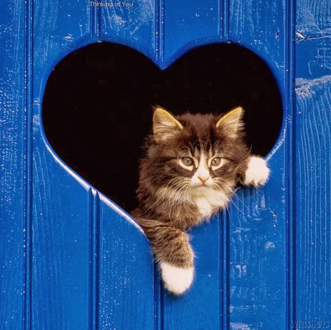 Garden City Veterinary Hospital - Garden City , United States