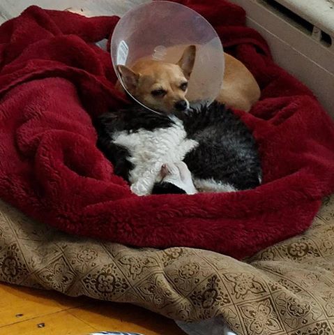 Kindness Animal Hospital - Waltham , United States
