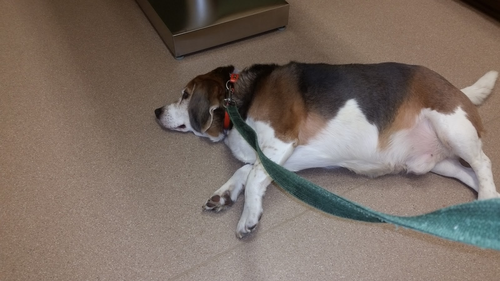 Gloucester Veterinary Hospital - Gloucester , United States