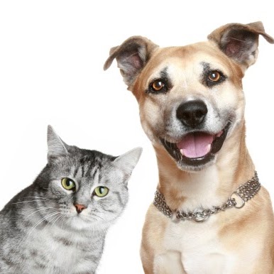 Mill Creek Animal Hospital - Shawnee , United States