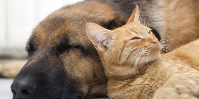 South Peel Veterinary Hospital - Mississauga , Canada