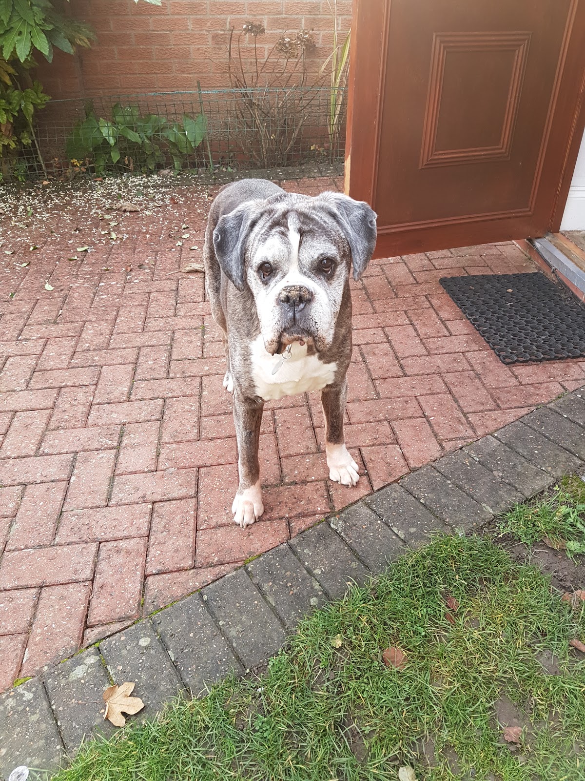 Vets For Pets Cambridge - Cambridge , United Kingdom