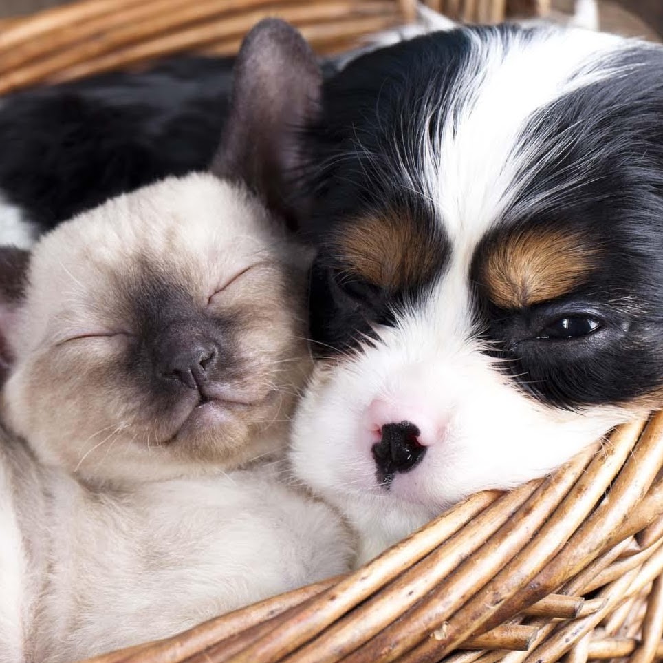 Medivet 24 Hour Chorley - Chorley , United Kingdom