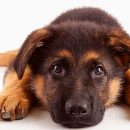 Ridgeview Animal Clinic - New Albany , United States