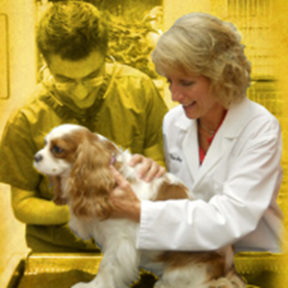 West Palm Animal Clinic: Dr Michelle Durkee - West Palm Beach , United States